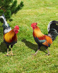 Animal Niezniszczalny Aranżacja Kwiatowa