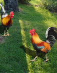 Animal Niezniszczalny Aranżacja Kwiatowa