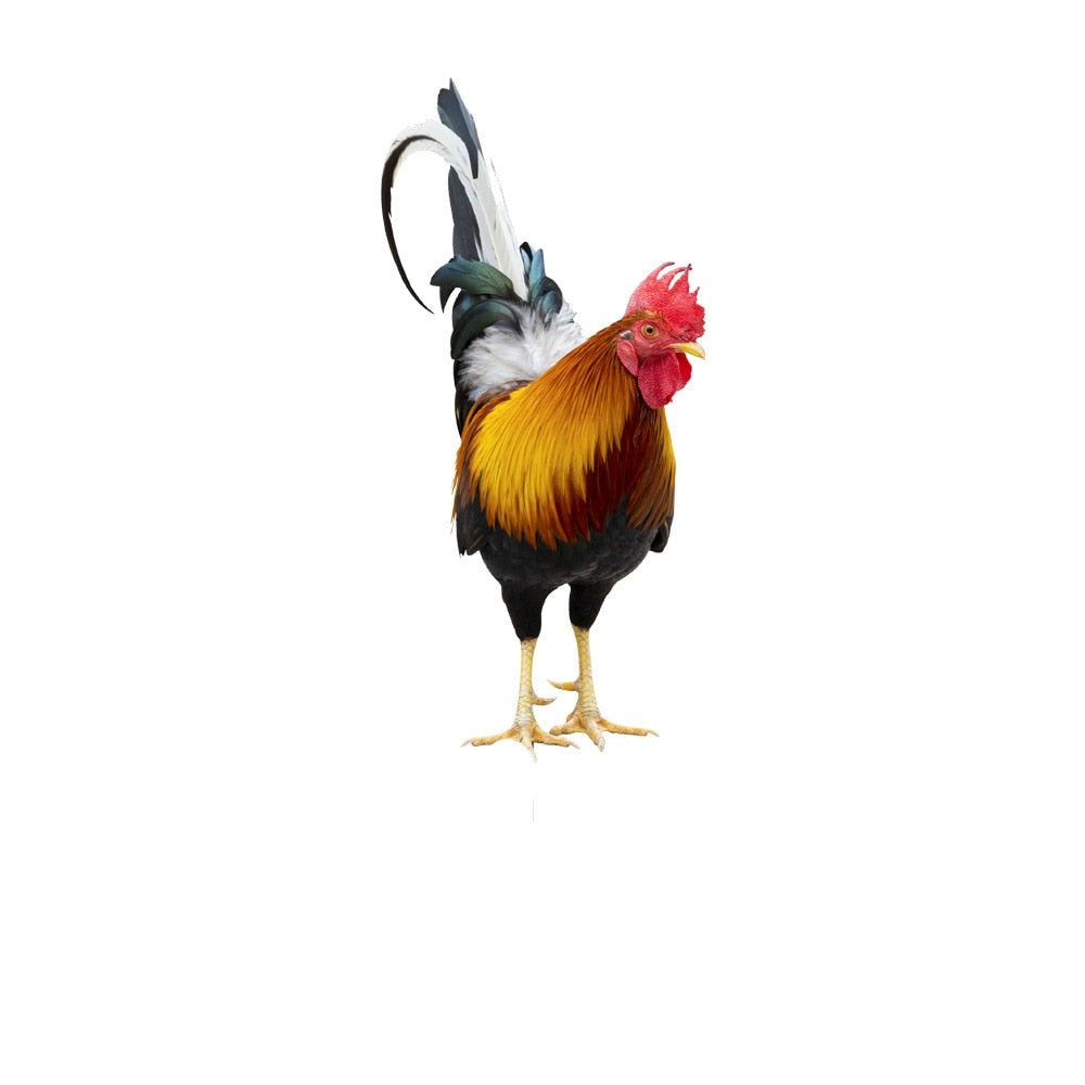 Animal Niezniszczalny Aranżacja Kwiatowa