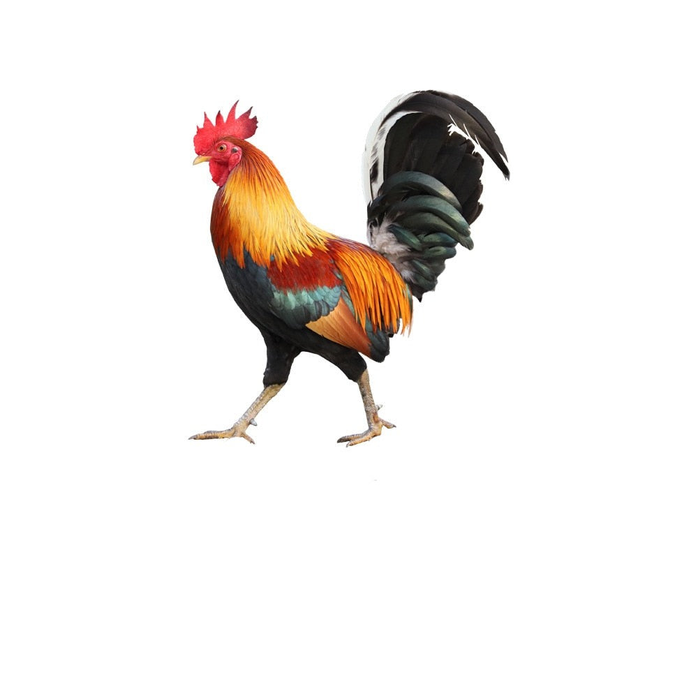 Animal Niezniszczalny Aranżacja Kwiatowa